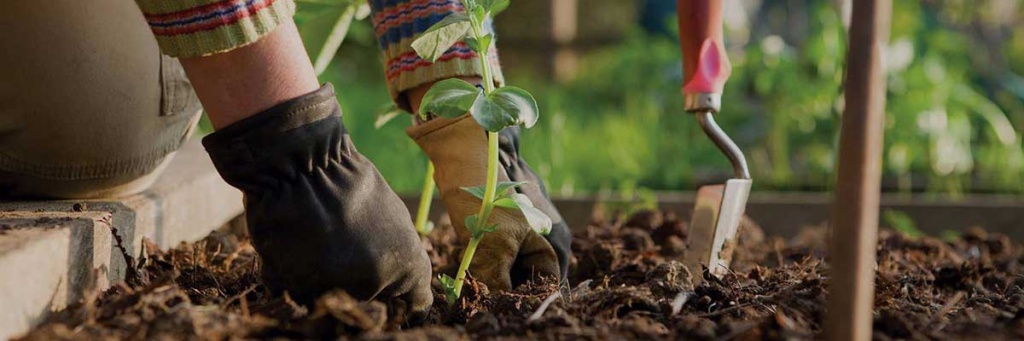 Новинки от «Фаско»! БИОудобрения на основе компоста Новинки от «Фаско»! БИОудобрения на основе компоста